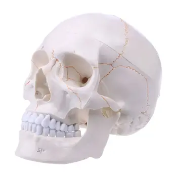 Viața Dimensiune Craniu Uman Model Anatomice Anatomie Medicale De Predare Cap De Schelet Studierea Material Didactic Halloween Bara Ornament