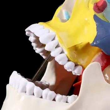 2021 Viață Nouă Dimensiune Colorate Craniu Uman Model Anatomice Anatomie Predare Cap De Schelet Studierea Material Didactic