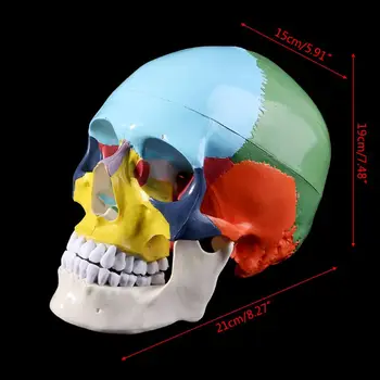 2021 Viață Nouă Dimensiune Colorate Craniu Uman Model Anatomice Anatomie Predare Cap De Schelet Studierea Material Didactic