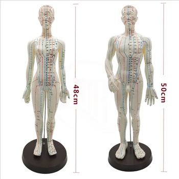 Feminin / Masculin Acupunctura Model de 50cm cu Chinezi Puncte si Baza PVC Corpul Uman Acupunctura Model Punct de Acupunctura Model