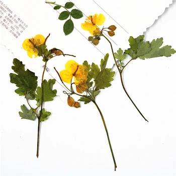 8-11cm/16pcs,Naturale Presate cu tulpina de Rostopasca,Veșnică plante pentru DIY Marcaj Carduri Cadou,de crăciun lumanari decor