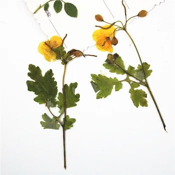 8-11cm/16pcs,Naturale Presate cu tulpina de Rostopasca,Veșnică plante pentru DIY Marcaj Carduri Cadou,de crăciun lumanari decor
