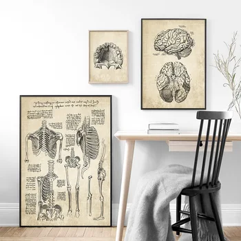 Arta De Perete Panza Pictura Anatomie Scheletul Nordic Postere Si Printuri Vintage De Perete Imagini Pentru Medic De Spital Decor De Birou