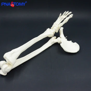 Adult dimensiunea membrelor inferioare model schelet anatomie os de picior de anatomie cu hip femur os de la picior medical instrument de predare dimensiunea de viață PNATOMY