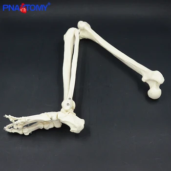 Adult dimensiunea membrelor inferioare model schelet anatomie os de picior de anatomie cu hip femur os de la picior medical instrument de predare dimensiunea de viață PNATOMY