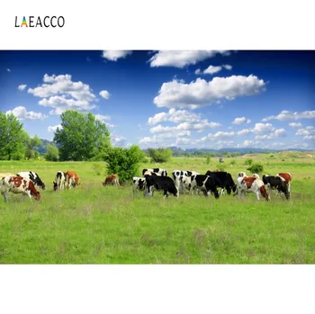 Laeacco Fundaluri Foto Agricole Pășuni Verzi Vaca Albastru Cer Noros Pitoresc Fotografii Fundaluri Foto Studio Foto