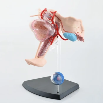 1:1 Asamblate Uter Ovar Anatomice Model De Sex Feminin Organele Genitale Interne Anatomie Scheletul Biologic, Medical, Manechine Pentru Instruire