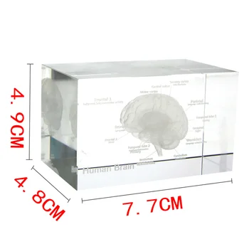 Creierul Diagrama Cub de Cristal Uman 3D Anatomice Model Cristal Cub de Sticlă Anatomie Mintea Neurologie Gândire Știința Medicală Cadouri
