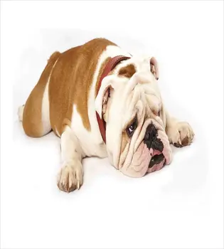 Bulldog englez Carpetă Acopere Stabilit Trist și Obosit Bulldog Stabilire European de Rasă Pură Animale de Fotografie Decorative Pat 3 Piese