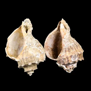 8-10cm Naturale Scoică Deepwater Melc Pustnic Crab, Scoici Marine Decor Acasă Rezervor de Pește Acvariu Accesorii Decor