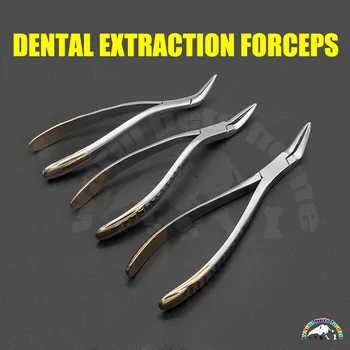 Dentare Extragerea Forceps Superioară A Maxilarului Inferior Extracția Forceps Dinți Cleste Instrument Dentar Dental Root Clemă De Instrumente Veterinare
