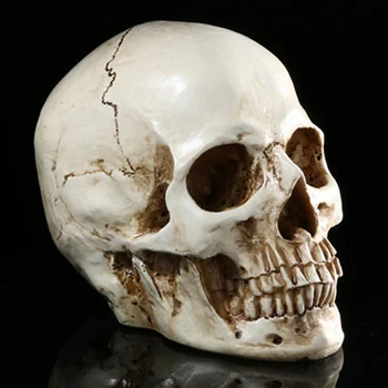 HeyMamba Rășină Egipt Craniu Model De Artizanat Cranii Umane Pentru Decorarea Viața Dimensiunea 1:1 Scheletul Craniului Decor De Arta Cadouri