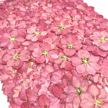 12PCS Flori Uscate Rășină Mucegai Umpluturi Pentru UV podeaua epoxidica netezita Art Presat Flori Decor Acasă de Artizanat