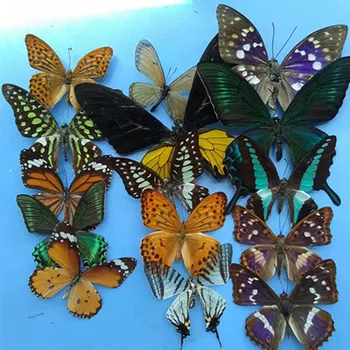 5 Buc Real Naturale Nemontate Fluture Specimen opera de Arta Material Colorat Amestecat Le Papillon Acasă Decorare DIY