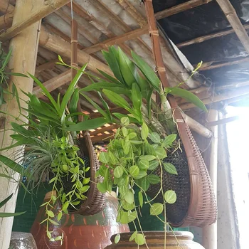 Thailanda Manual De Bambus Țesute Coș De Flori Agățat De Viță De Vie Oală De Plantat Agățat Vaza De Perete Cos Cu Plante Pentru Gradina Balcon Decor