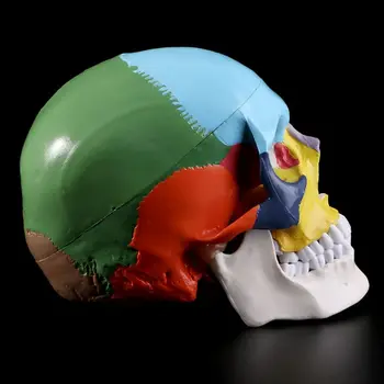 Dimensiunea De Viață Pline De Culoare Craniu Uman Model Anatomice Anatomie Medicale De Predare Cap De Schelet Studierea Material Didactic