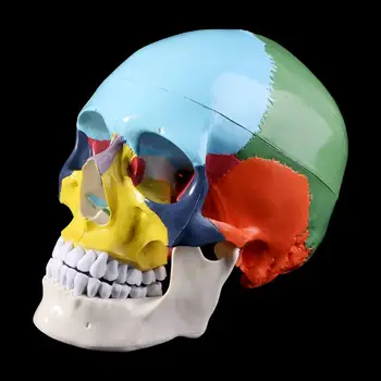 Dimensiunea De Viață Pline De Culoare Craniu Uman Model Anatomice Anatomie Medicale De Predare Cap De Schelet Studierea Material Didactic