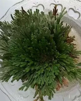Selaginella Moss-Spike moss jericho planta planta învierea 1buc