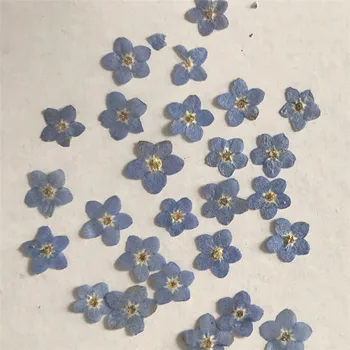 2017 Albastru Myosotis sylvatica DIY floare presată Pentru Iphone X Decoratiuni en-Gros Transport Gratuit 60 Buc