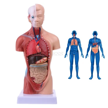 Torsul Uman Corpul Model De Anatomie Anatomice Medicale Organele Interne Pentru Predare Picătură De Transport Maritim