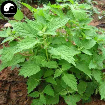 Dong Ling Cao, Herba Rabdosiae, Rabdosia Rubescens Planta