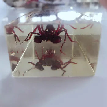 Adevărat Bici Scorpion Aspectul Încorporat Exemplare Rășină Transparentă Centipede Scorpion Model De Biologie Artropode Didactice