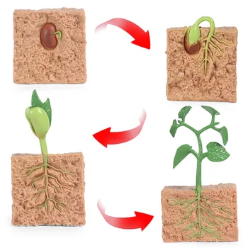Nouă Simulare De Creștere A Plantelor Procesul De Modele De Semințe Solid De Soia Ciclu De Creștere De Educație Timpurie Pentru Copii Științele Educației Jucarii Cadou