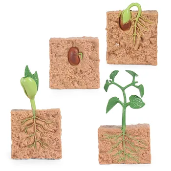 Nouă Simulare De Creștere A Plantelor Procesul De Modele De Semințe Solid De Soia Ciclu De Creștere De Educație Timpurie Pentru Copii Științele Educației Jucarii Cadou