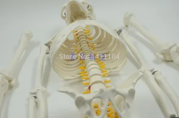 Transport gratuit si 85cm os uman,tip suspensie,Profesionale nervoase disc intervertebral,coloanei vertebrale flexibil, medicale model de schelet