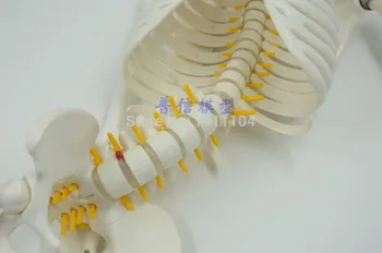 Transport gratuit si 85cm os uman,tip suspensie,Profesionale nervoase disc intervertebral,coloanei vertebrale flexibil, medicale model de schelet
