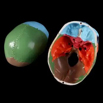 Dimensiunea De Viață Pline De Culoare Craniu Uman Model Anatomice Anatomie Predare Cap De Schelet Studierea Material Didactic
