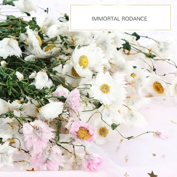 YO CHO Veșnică floare albă, floare margarete uscate de plante mici, imortelă buchet de nunta de decorare real de flori decor acasă