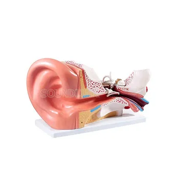 Urechea umană Anatomie Model Educațional Ureche Model de Anatomie pentru aparat auditiv Clinici