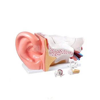 Urechea umană Anatomie Model Educațional Ureche Model de Anatomie pentru aparat auditiv Clinici