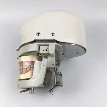 NISSIN Dentare manechine Phantom Capul modele pentru educatie dentara dentara manechine și dentare phantom capete la prețuri accesibile