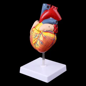 Știința medicală Accesorii Demontat Anatomice Inima Omului Model de Anatomie Medical Instrument de Predare dropshipping