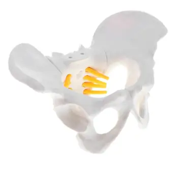 Mini feminin anatomice pelvis model schelet anatomie model pelviene modele de Predare Resurse Educative Model de Recuzită