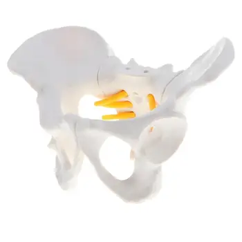 Mini feminin anatomice pelvis model schelet anatomie model pelviene modele de Predare Resurse Educative Model de Recuzită