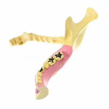 1buc Dentare Scăzut Maxilarului Maxilar Țesut Mandibulei Anatomice Model de Studiu Preda Clinica