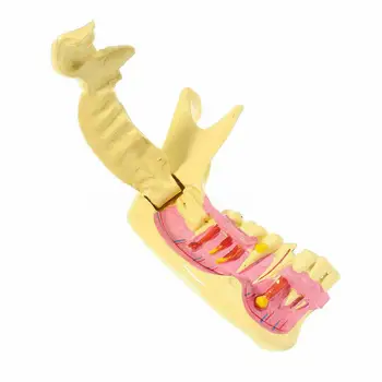 1buc Dentare Scăzut Maxilarului Maxilar Țesut Mandibulei Anatomice Model de Studiu Preda Clinica