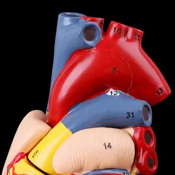 2019 NOI Demontat Anatomice Inima Omului Model de Anatomie Medical Instrument de Predare