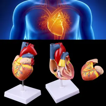 2019 NOI Demontat Anatomice Inima Omului Model de Anatomie Medical Instrument de Predare