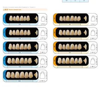 4 seturi /cutie Dentare Polimer Sintetic Dinți Rășină Proteza Dentară Dinți Model