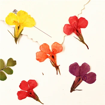24BUC,Natura Presat flori Lobelia,Real Atinge Petale de Flori pentru DIY Lumânări Ambarcațiunile de Marcaj Card Cadou,Flores Faciale Decor