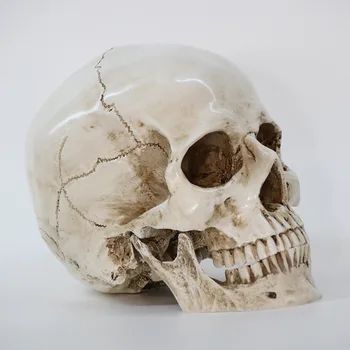 Halloween Rășină Craniu Ornament Statuete, Sculpturi Schelet Decor Capul Oaselor Ambarcațiuni De Crăciun Acasă Decorative Medicale Craniu Model